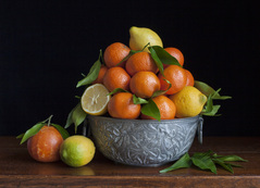 Still life with lemons, oranges and a grapefruit / Charlotte Fröling