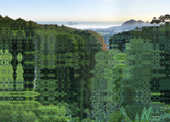 Rio - Forêt de Tijuca / Didier Fournet