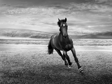 Horses 2 / Jean Michel Berts
