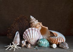 Still life with exotic shells, coral and a starfish / Charlotte Fröling