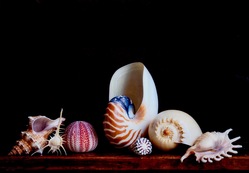 Still life with exotic shells and a sea urchin / Charlotte Fröling