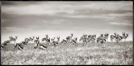 Springbock Etendeka, Namibie / Philippe-Alexandre Chevallier