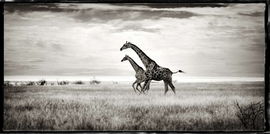 La course des girafes, Namibie / Philippe-Alexandre Chevallier