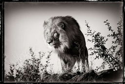 Lion Amani, Namibie / Philippe-Alexandre Chevallier