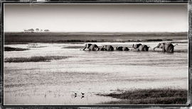 Eléphants Chobé River- Botswana / Philippe-Alexandre Chevallier