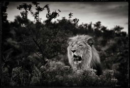 Lion hochland, Namibie / Philippe-Alexandre Chevallier
