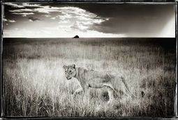 Jeune lionne -Namibie / Philippe-Alexandre Chevallier