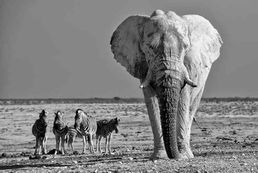 Elephant blanc et Zèbres / Philippe-Alexandre Chevallier