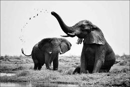 Elephant et Boue 2 / Philippe-Alexandre Chevallier