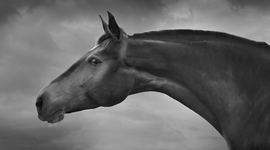 Horses 3 / Jean Michel Berts