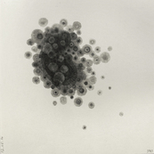 Fruits confinés 3 / Muriel Kerba