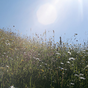 Spring Flowers / Tim Hall