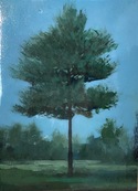 Cedar / Peter Hoffer