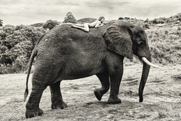 On Tembo's Back / Cécile Plaisance