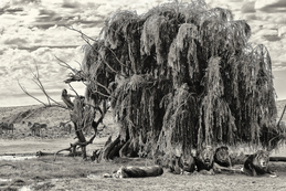 Under the tree (Lions) / Cécile Plaisance