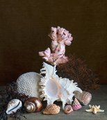 Still life with exotic shells, barnacles, seaweed, coral and a star fish / Charlotte Fröling