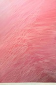 Surf Rose / Juan Escudero