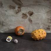 Coquillages et deux fruits / Thierry Genay